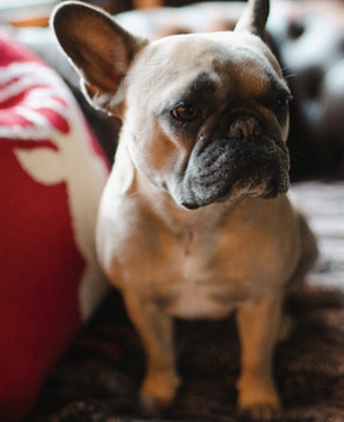 Cameron Medical Center for Animals — photo