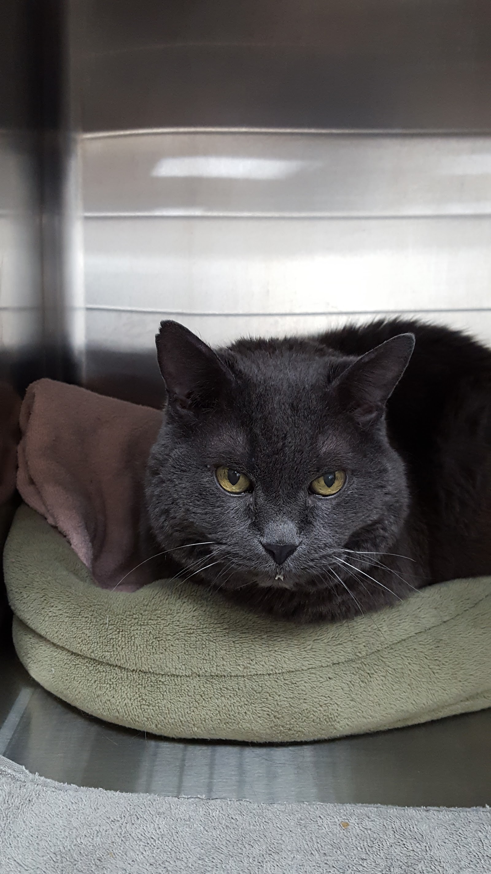Companion Animal Care Clinic — photo