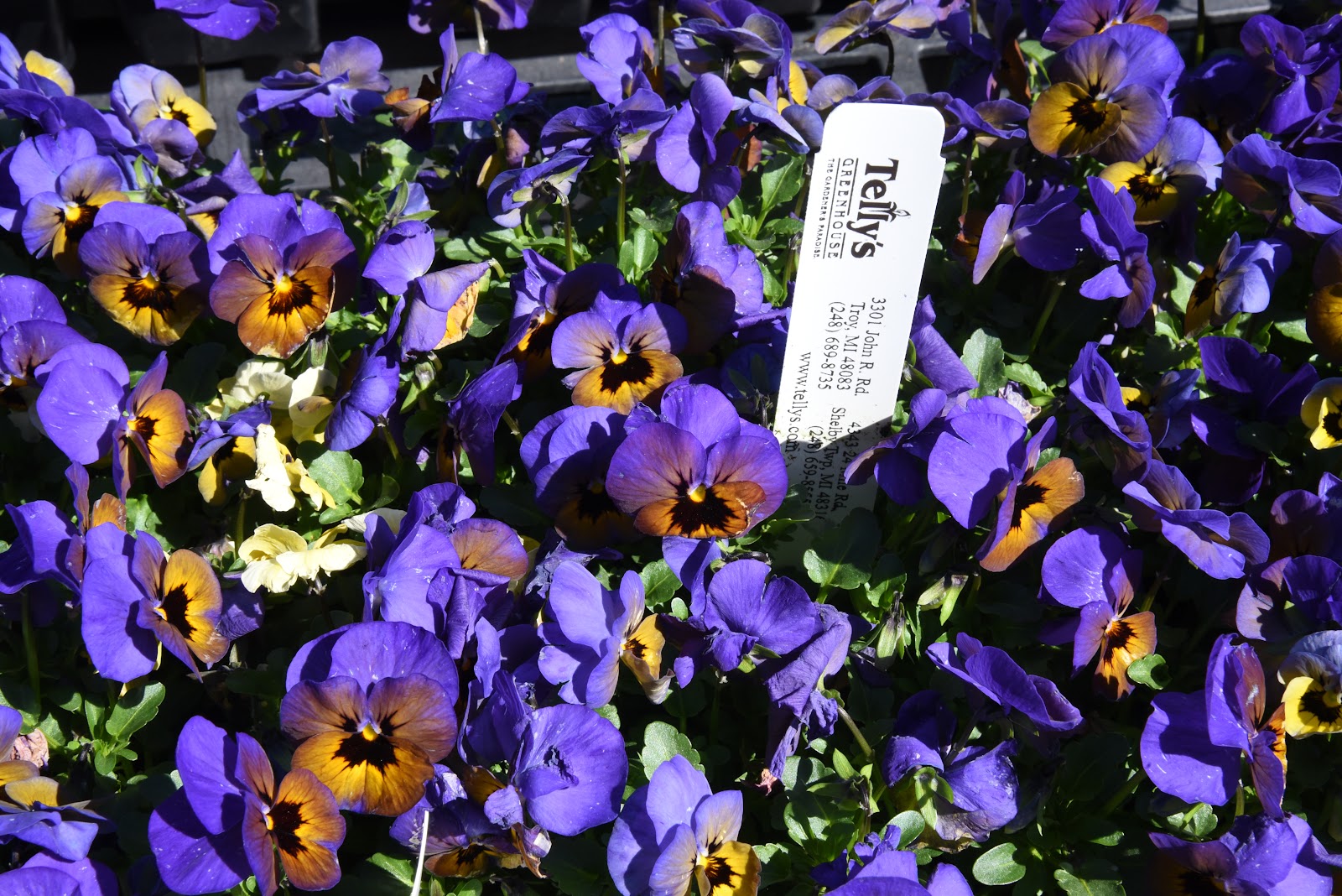 Telly's Greenhouse and Garden Center in Shelby Township